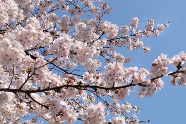 cherry blossom güney kore