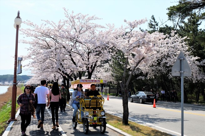Güney kore cherry blossom