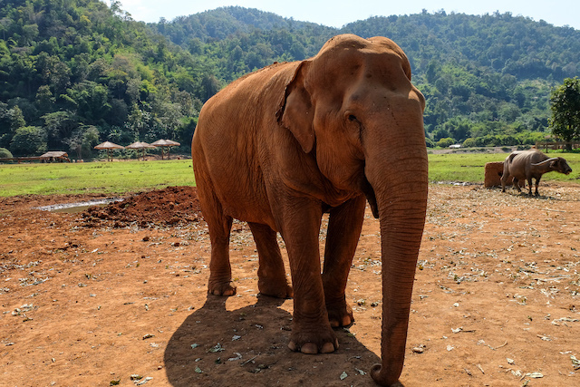 Elephant Nature Park Tayland