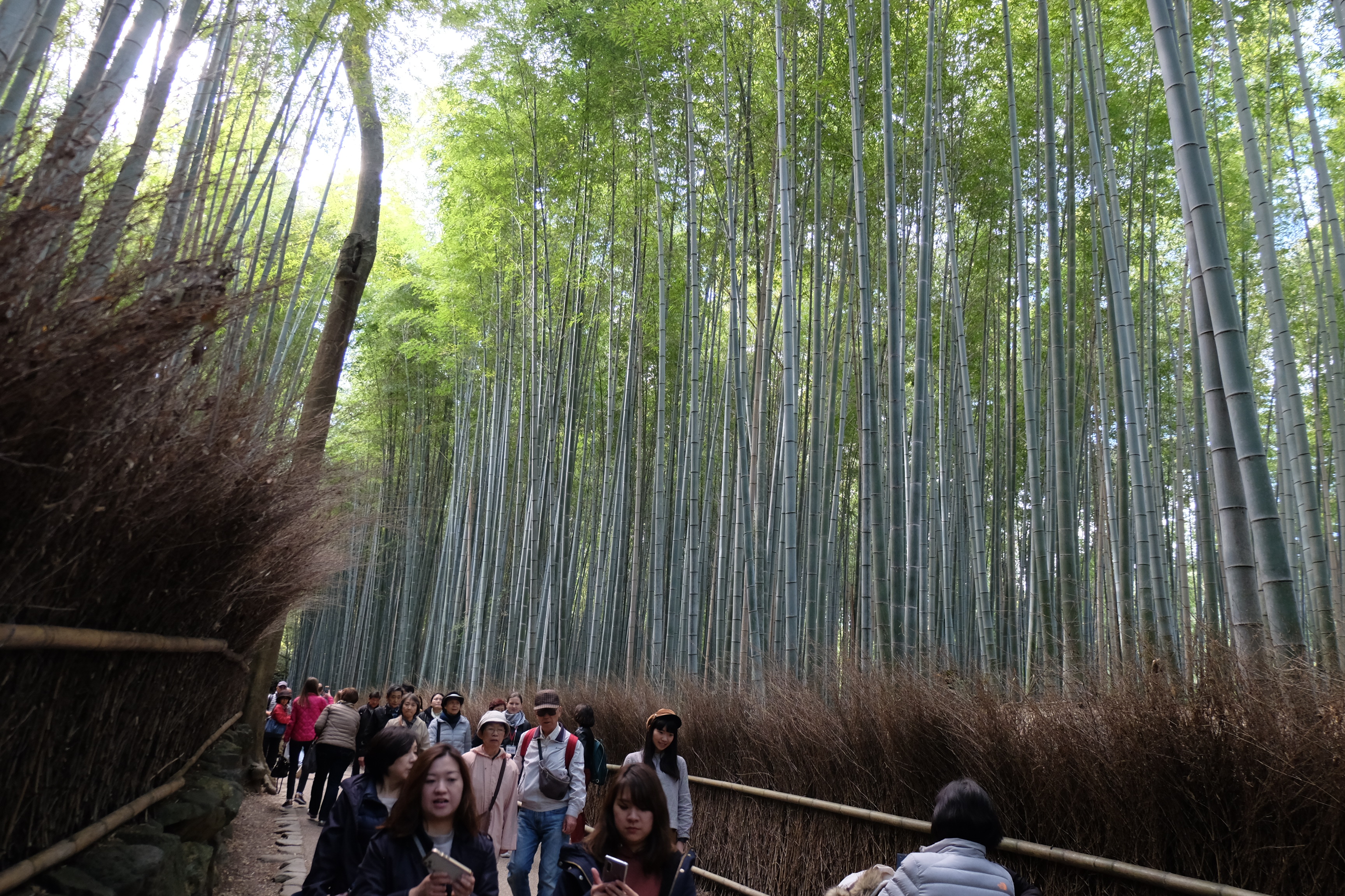 Japonya Bambu Ormanı